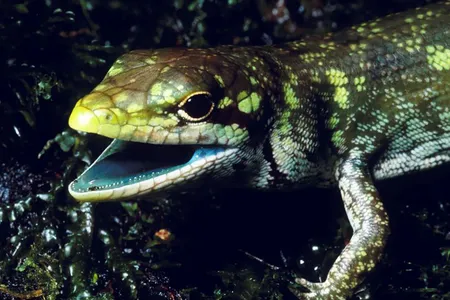 Prasinohaema prehensicauda, a green-blooded skink found in New Guinea.