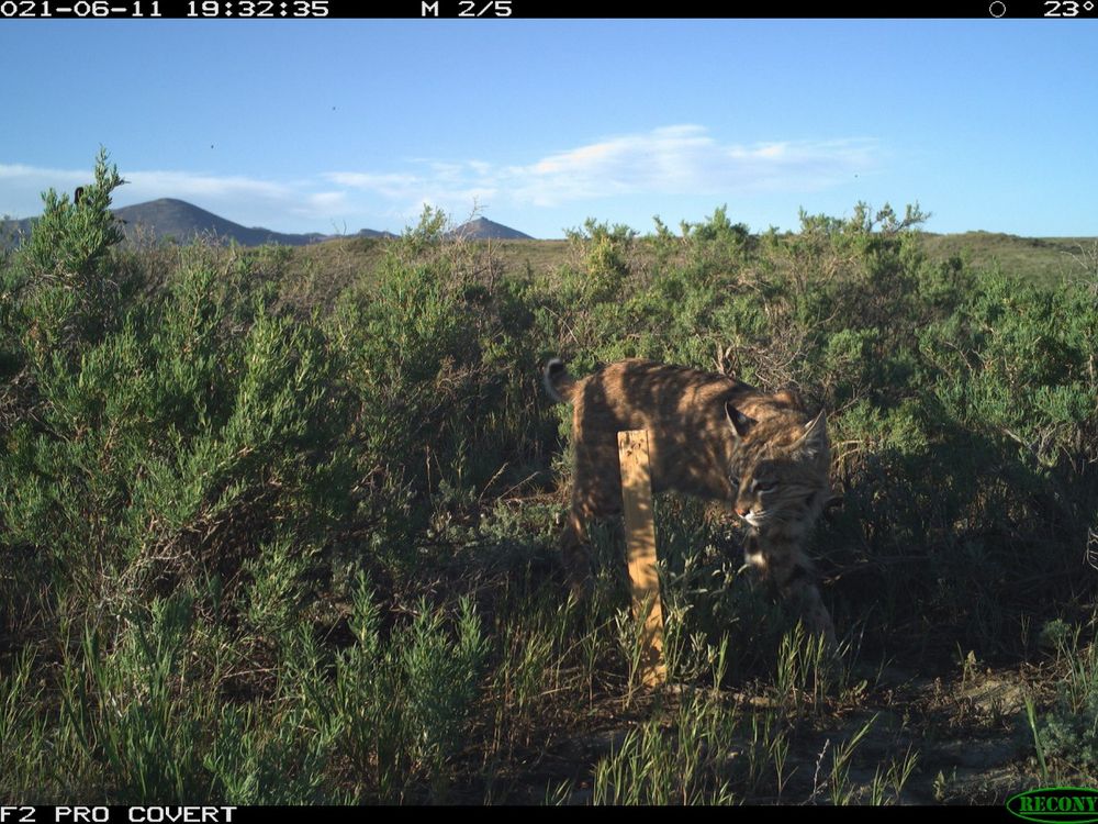 Bobcat caught on camera trap walking through brush and scrub on Montana's grasslands