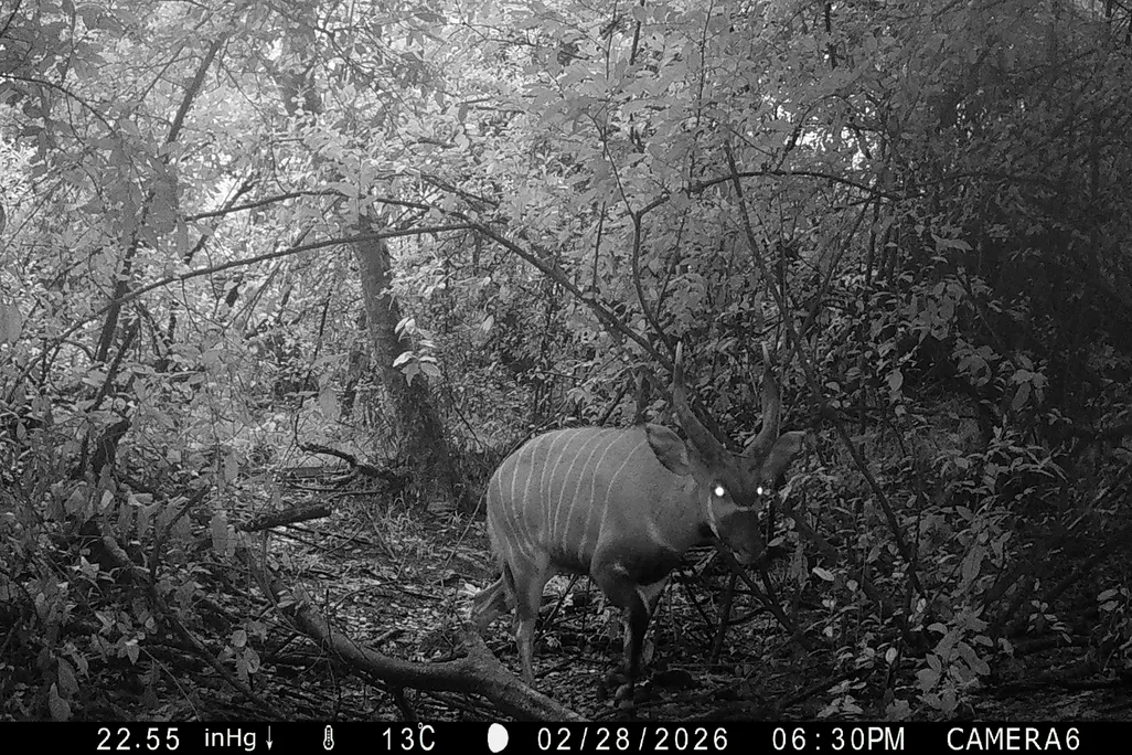 in a black and white image of a forest, an antelope with shining eyes walks through the center