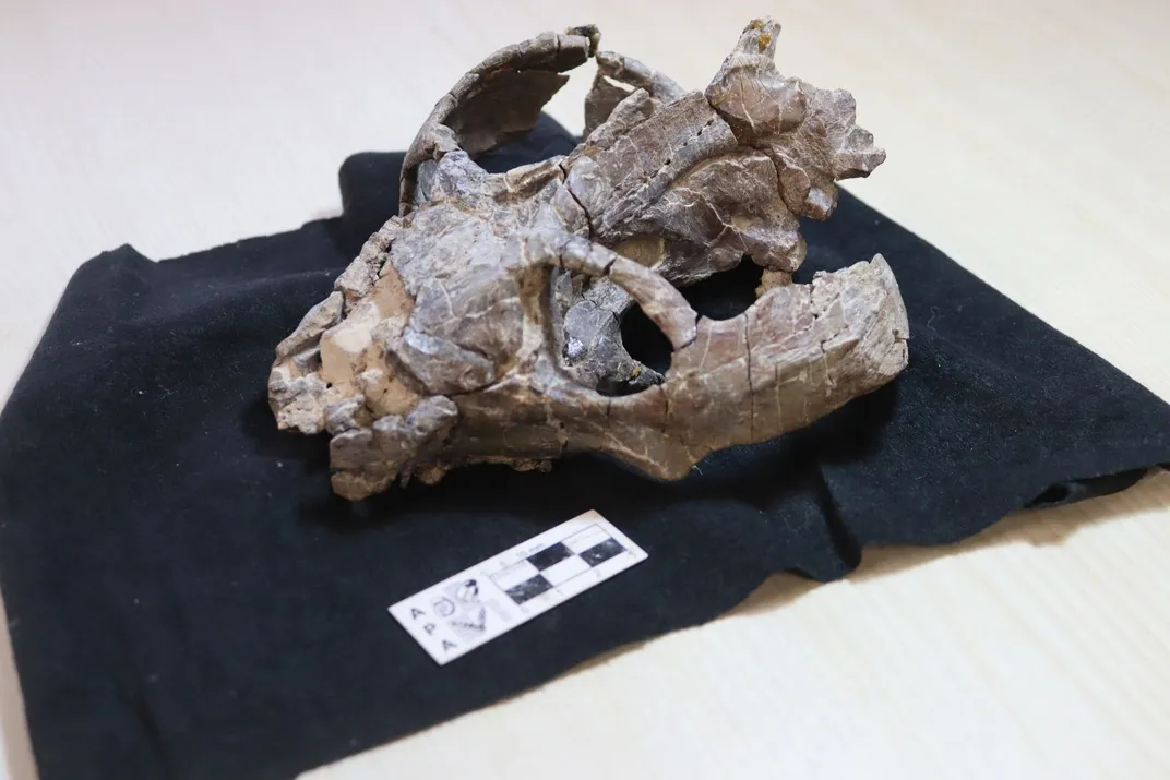 an animal skull