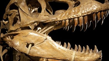 The skull of Tarbosaurus