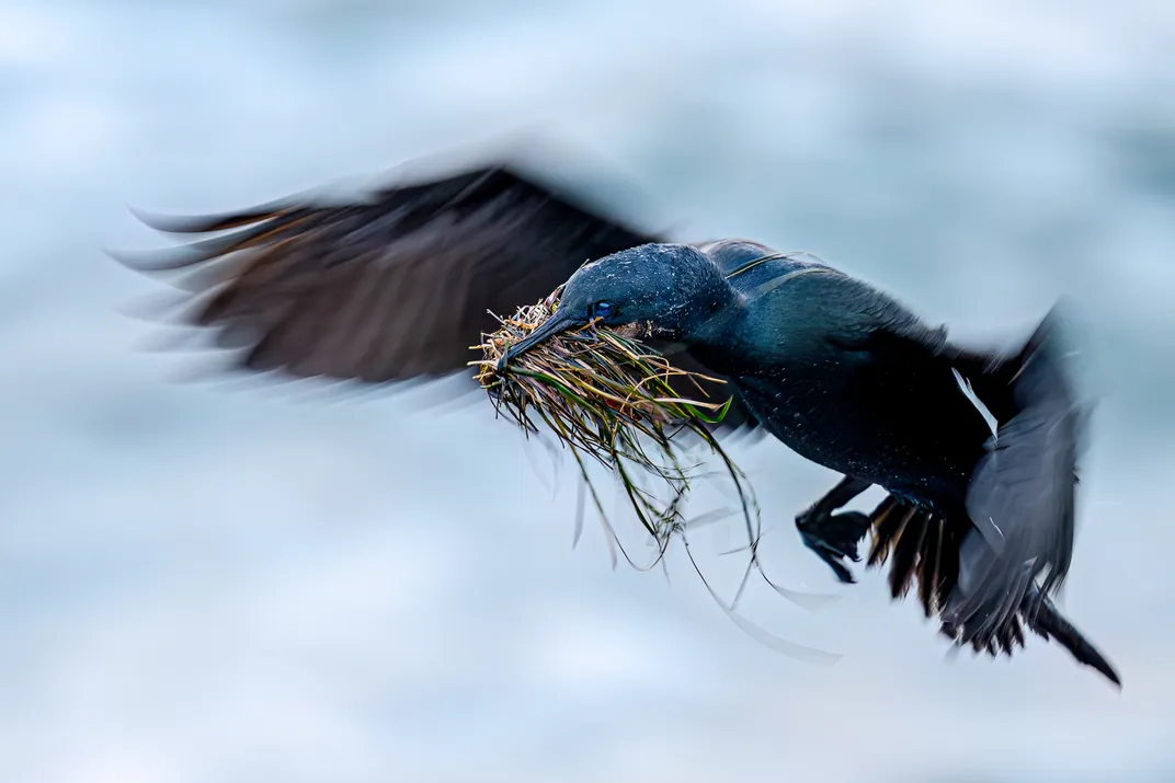 a black seabird flies over water, its beak full of grass. Only the bird's head, the grass and part of the tail are in crisp focus, the rest artfully blurred