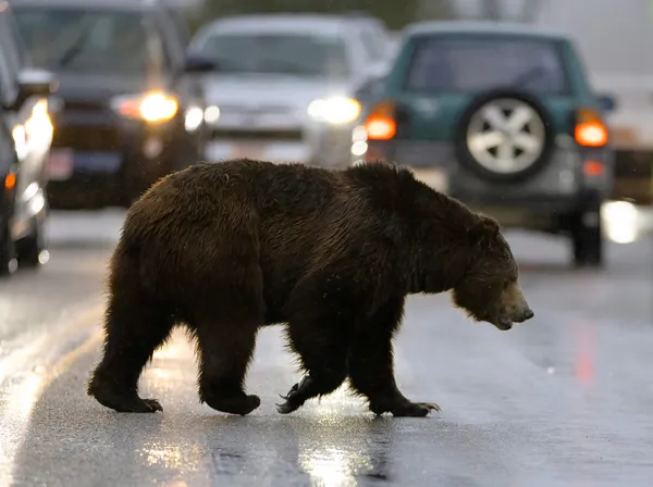 Bruno Grizzly Bear Trying to Cross the Road thumbnail