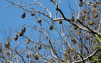 Flying foxes roost in the trees in Sydney's Royal Botanic Gardens in 2008.