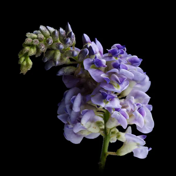 Wisteria in the afternoon with black background thumbnail