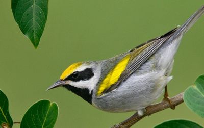 Each year, around 5,300 Golden Warblers – a threatened species – die from collisions with communication towers.
