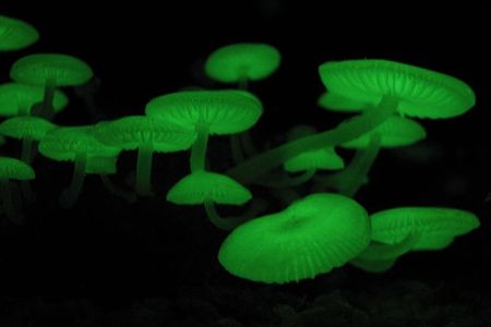 Thank luciferin for mushrooms' mysterious glow. 