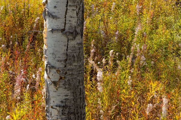 Aspen Tree and Fireweed thumbnail