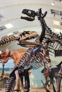 20110520083219allosaurus-camptosaurus-201x300.jpg