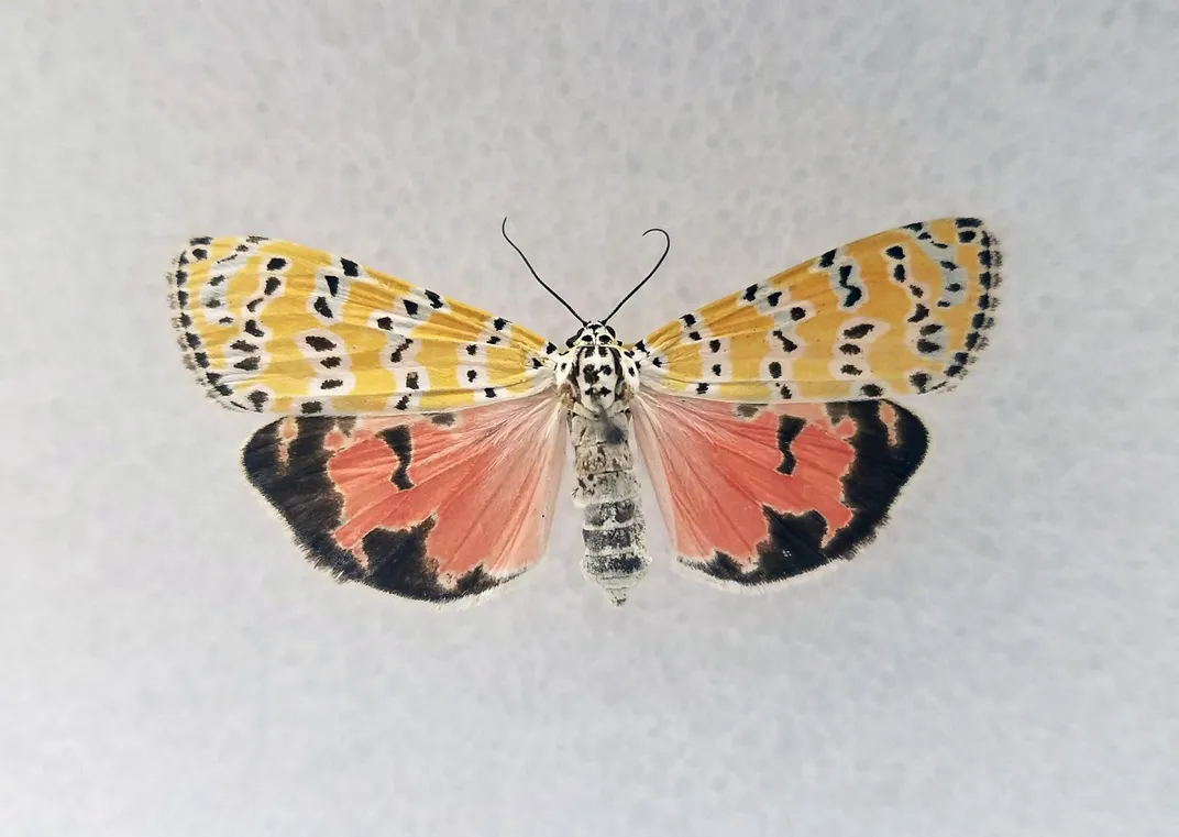 Preserved bella moth on white background