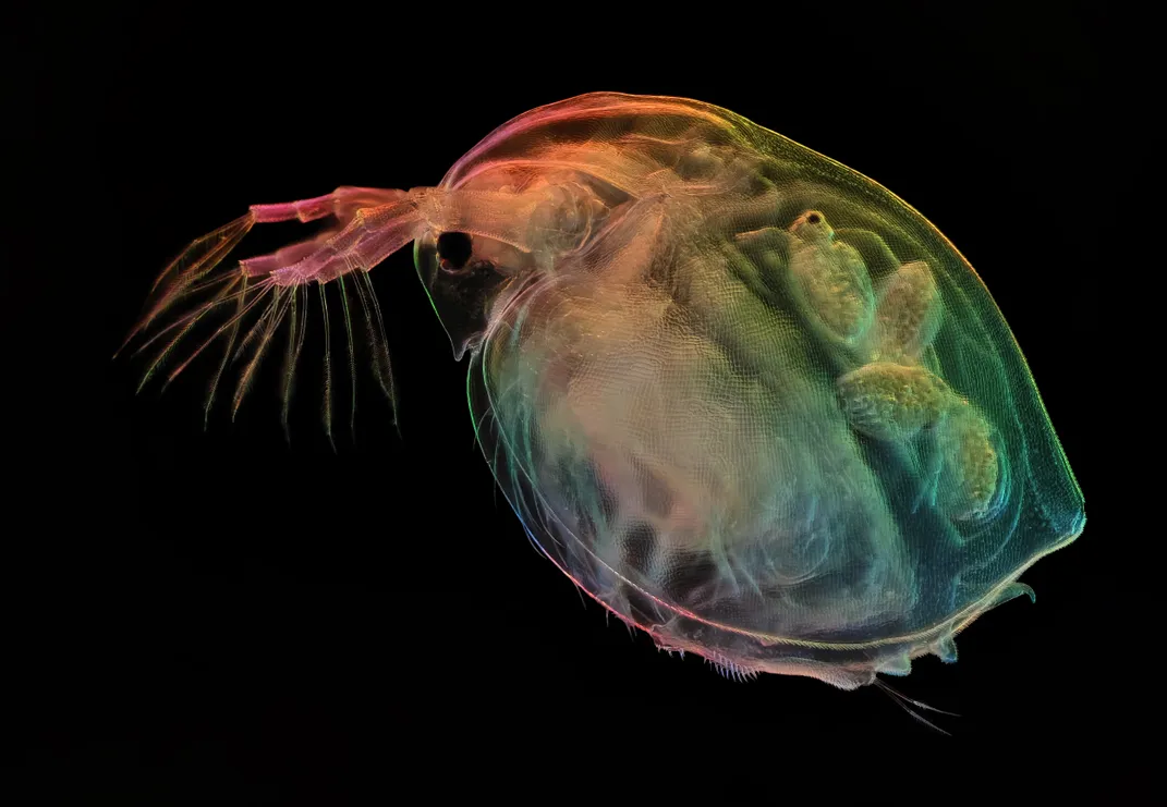 Pregnant Water Flea