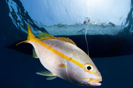 A fisher from a small-scale fishery in Honduras hooks a yellowtail snapper—a species of fish that may vary its shape depending on where it's sourced.