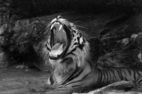 Tiger's mouth. thumbnail