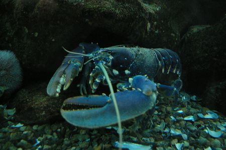 This European lobster (Homarus gammarus) can live at least 50 years in the wild.