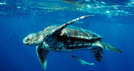 A leatherback turtle is just one of many predators in the ocean