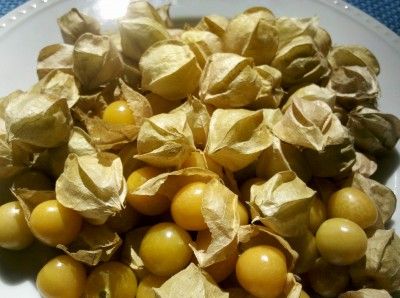 20110520090148ground-cherries-400x298.jpg