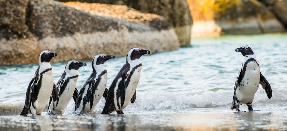  African penguins, South Africa  