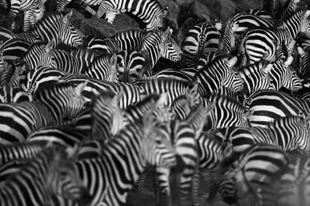 One way of distinguishing these zebras from one another? Their stripes