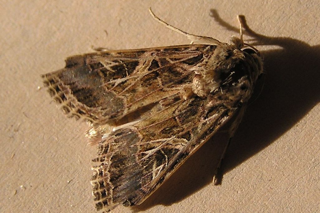 Leafworm moth