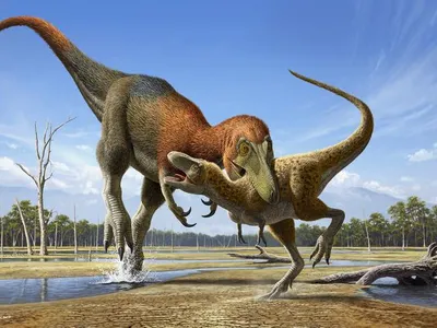 An illustration of&nbsp;Nanotyrannus&nbsp;attacking a juvenile&nbsp;T. rex