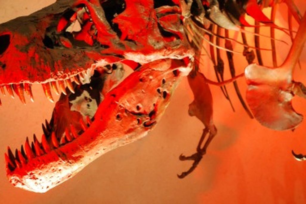 Were the arms of Tyrannosaurus adapted for catching and inspecting fish? No way.