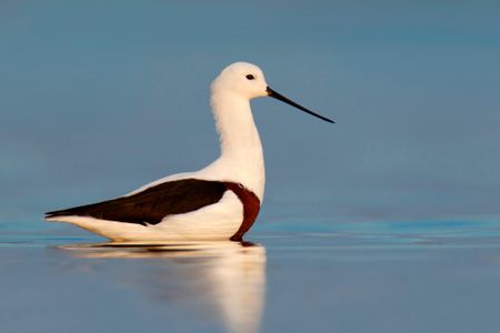 An Australian banded stilt in Victoria. 