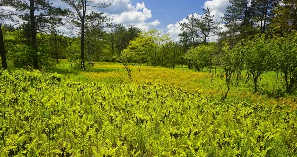 Mellow Meadow thumbnail