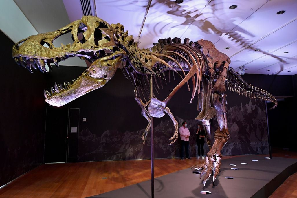 Bones of a T rex