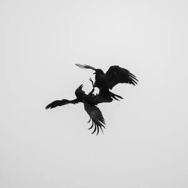 Inkblot - Two crows battle forming a Rorschach shape thumbnail