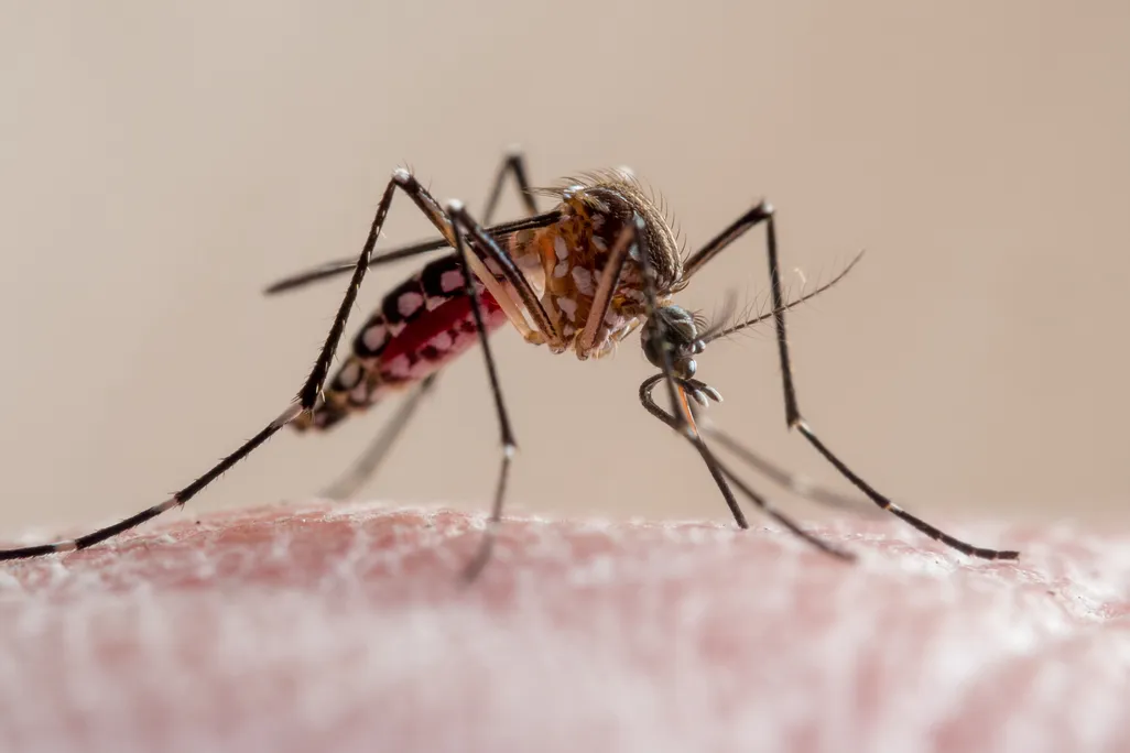A close-up of a mosquito