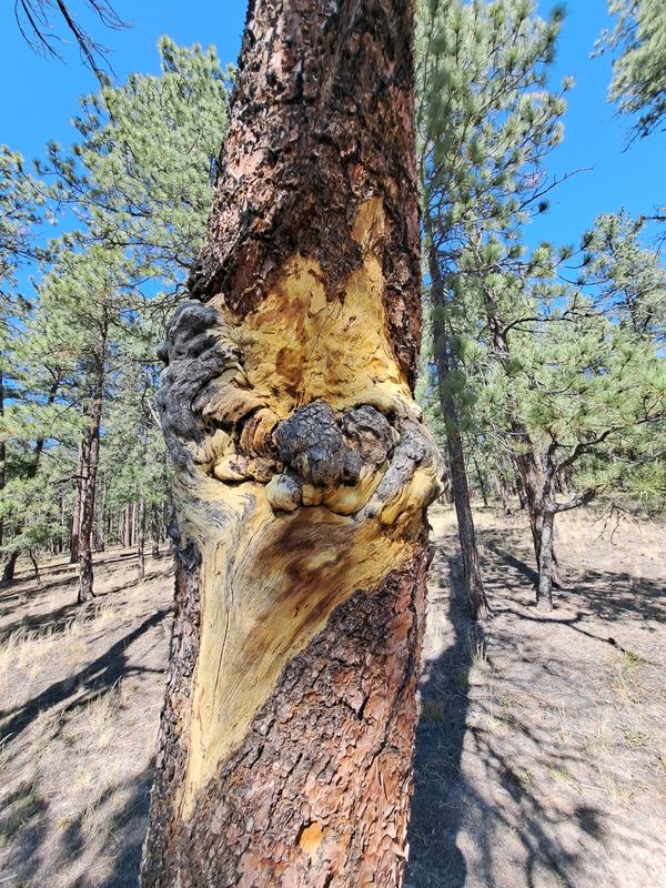 Cat-faced tree,  Black Forest, Colorado thumbnail
