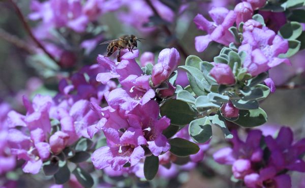 A blooming Texas Ranger plant with a bee Canon 7 D MArk II 1/1000, f11, ISO 500 thumbnail