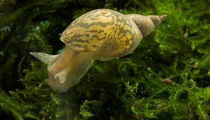 Snail Shells Add a New Twist to the Mystery of Animal Asymmetries