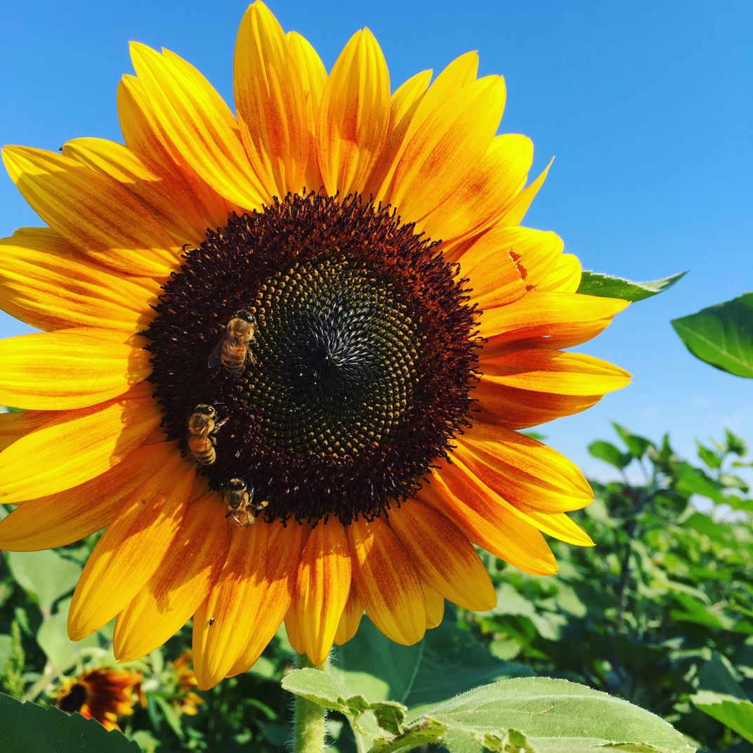 Sunflower Bees | Smithsonian Photo Contest | Smithsonian Magazine