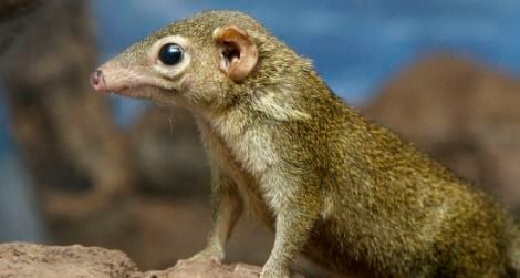 A tree shrew recently born at the National Zoo
