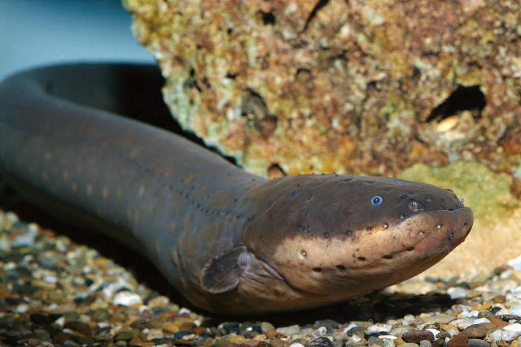 eel