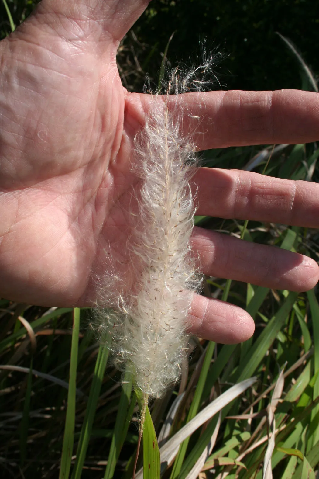 Seed head