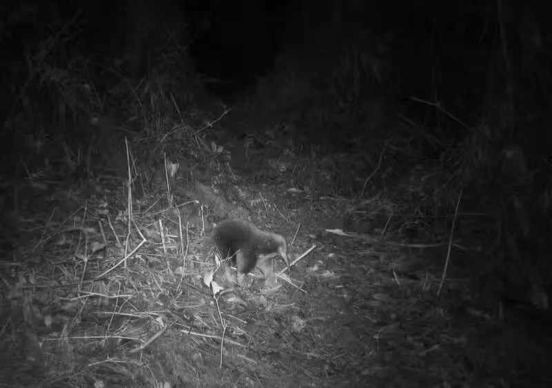 a black and white photo of an echidna in the dark