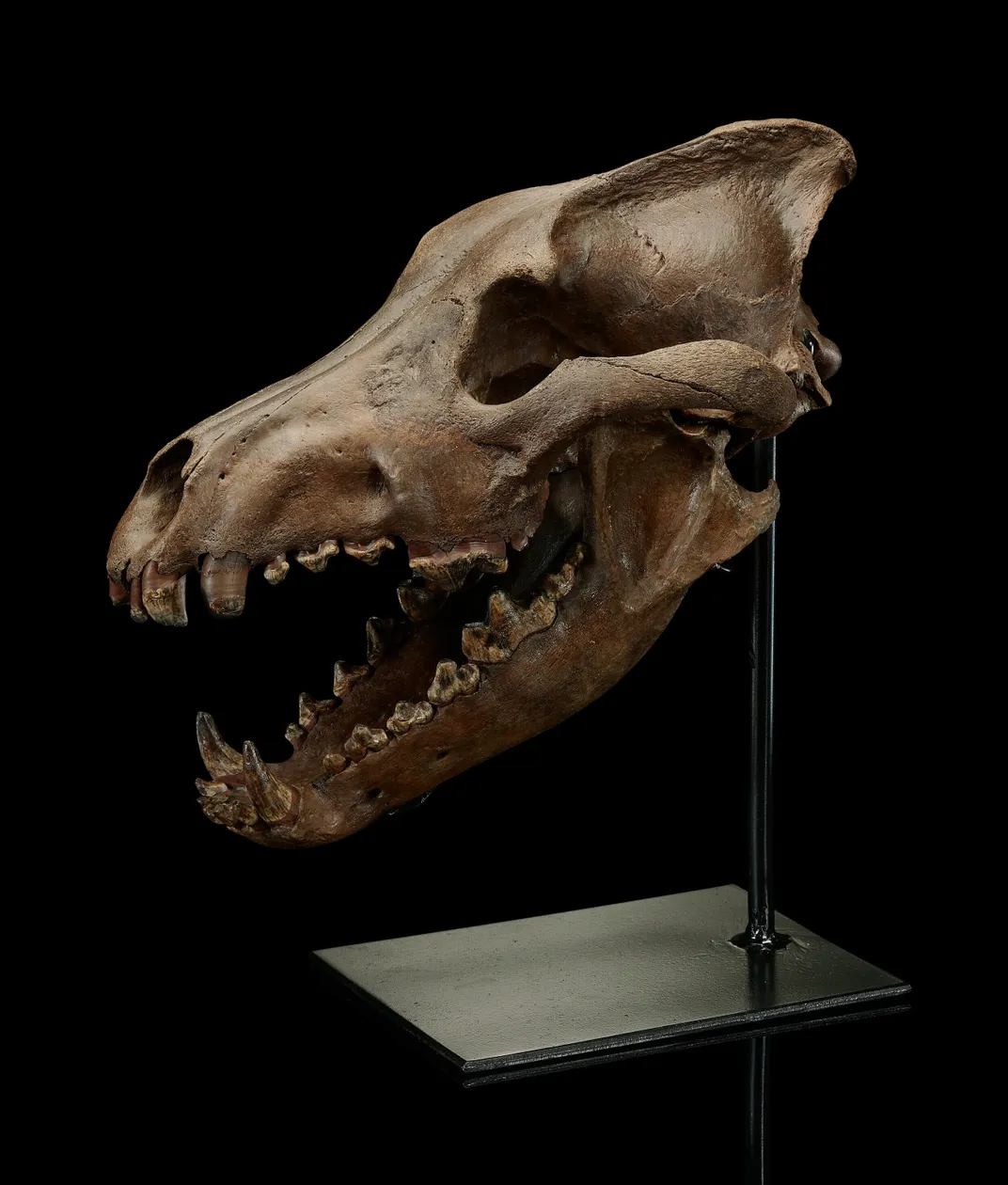 Animal skull on a stand