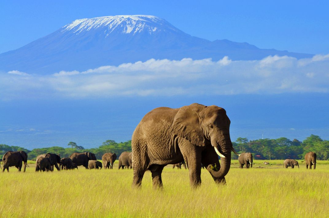 Elephants in Amboseli National Park, Kenya, with Mt. Kilimanjaro in the background