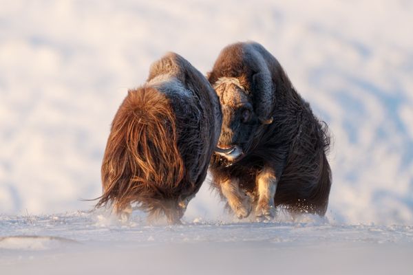 Two Musk Ox challenge each other to a joust thumbnail