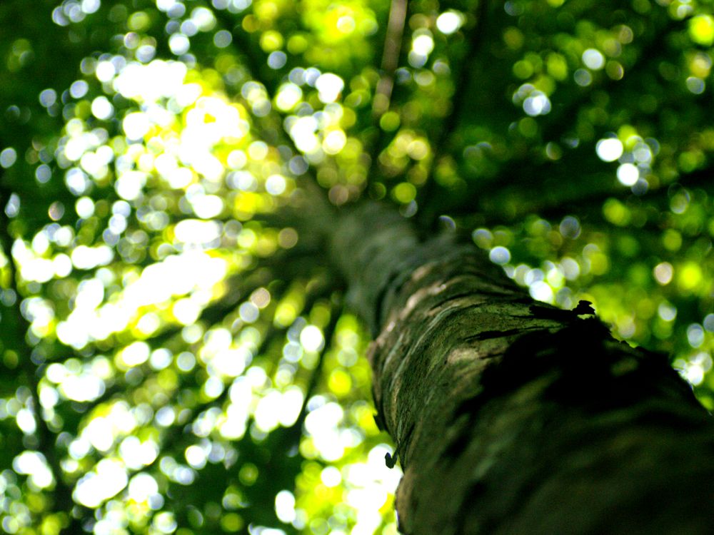 Tree Pollen Rainforest Archaeology