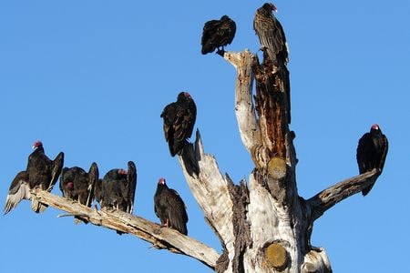 While digging through decaying carcasses, vultures expose themselves to dangerous pathogens. Gary Graves studies the unique microorganisms in the guts of these birds that help them resist infections. (Joyce Cory)