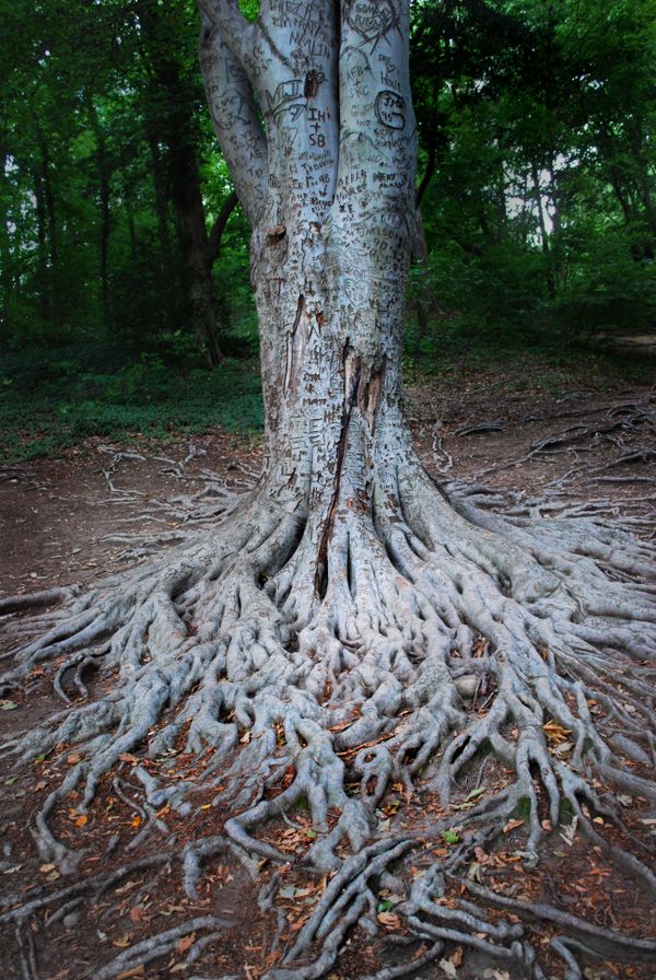 A single tree preserves hundreds of names thumbnail