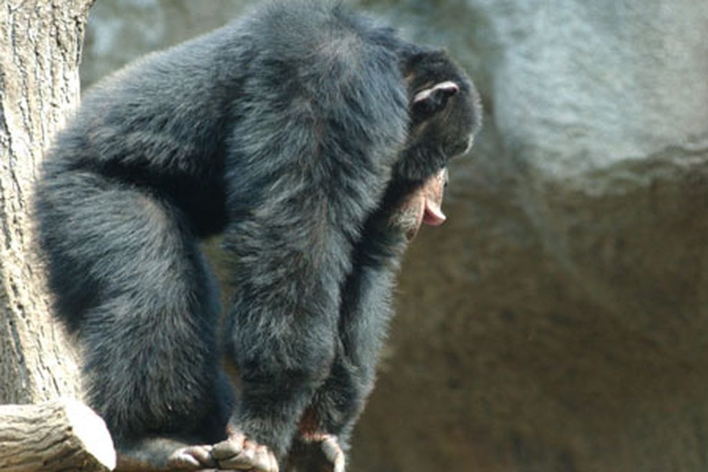 ape631.jpg