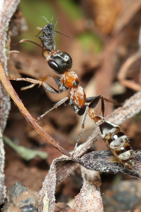 Graceful Twig Ant with Prey thumbnail
