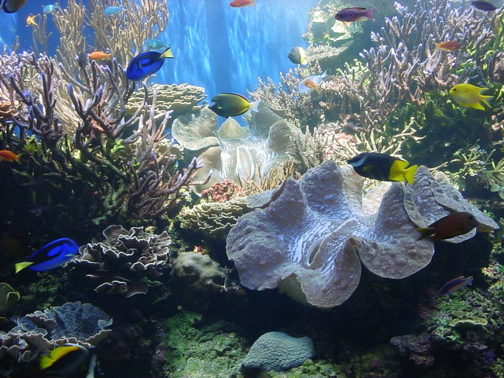 Aquarium on Oahu Smithsonian Photo Contest Smithsonian Magazine