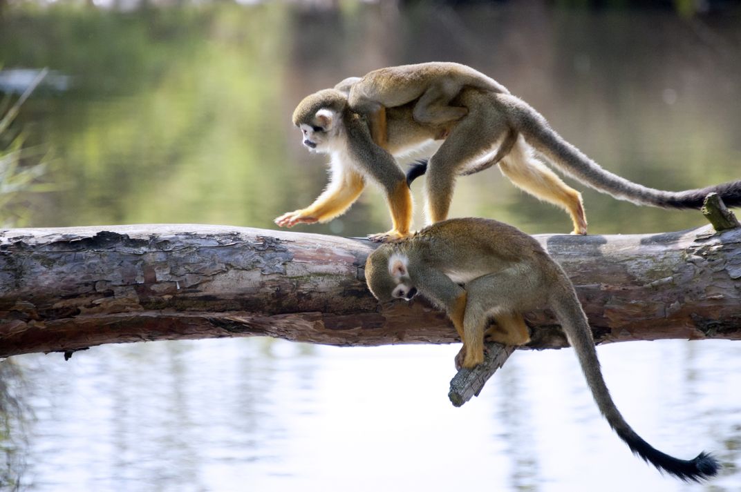 Squirrel Monkeys