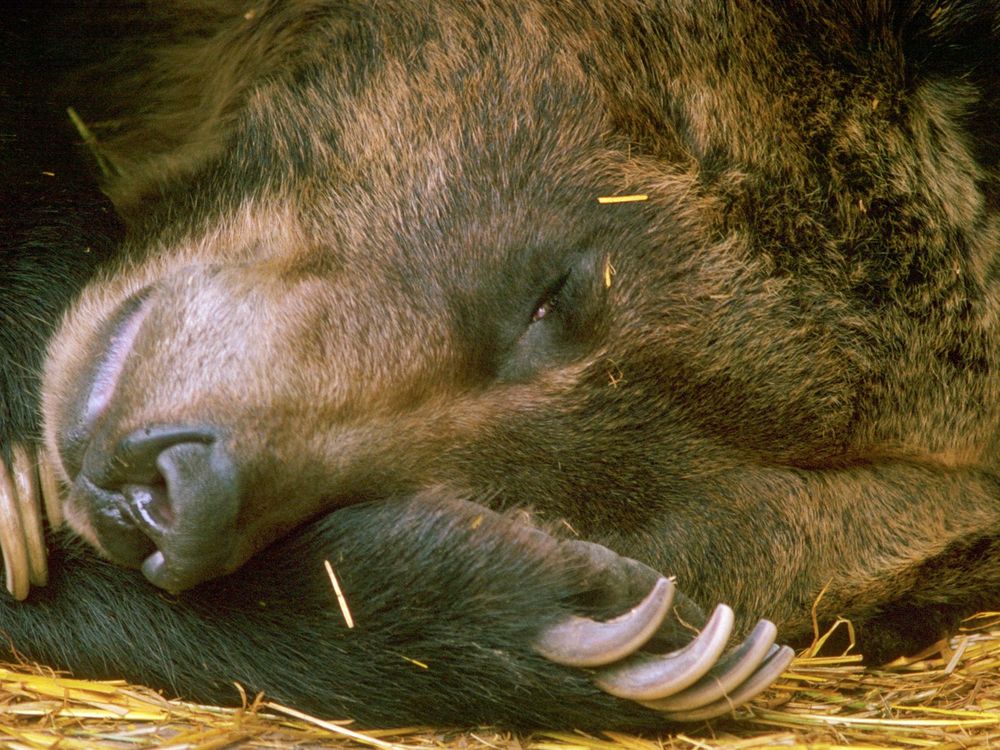 Hibernating Bear