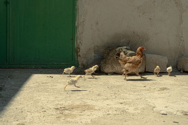 Hen walks with chickens thumbnail